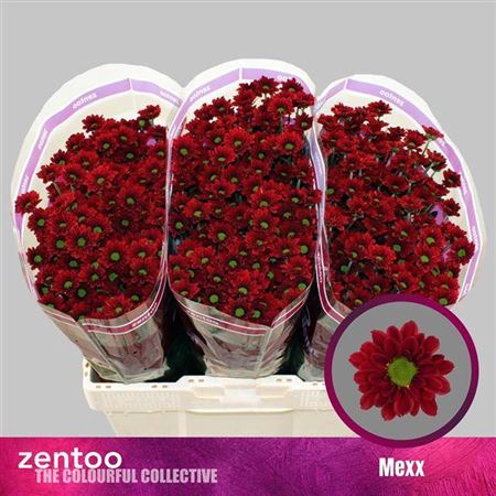 <h4>Chr S Mexx</h4>