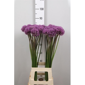 Allium Gladiator