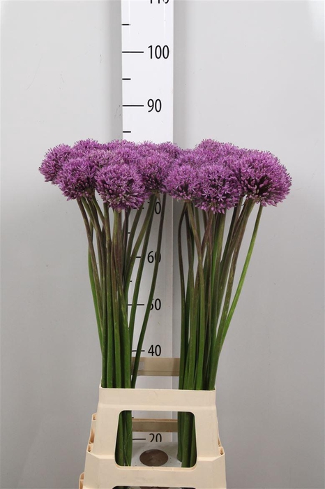 <h4>Allium Gladiator</h4>