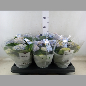 Hydrangea mac. 'Magical Revolution'