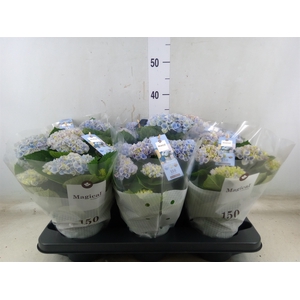 Hydrangea mac. 'Magical Revolution'