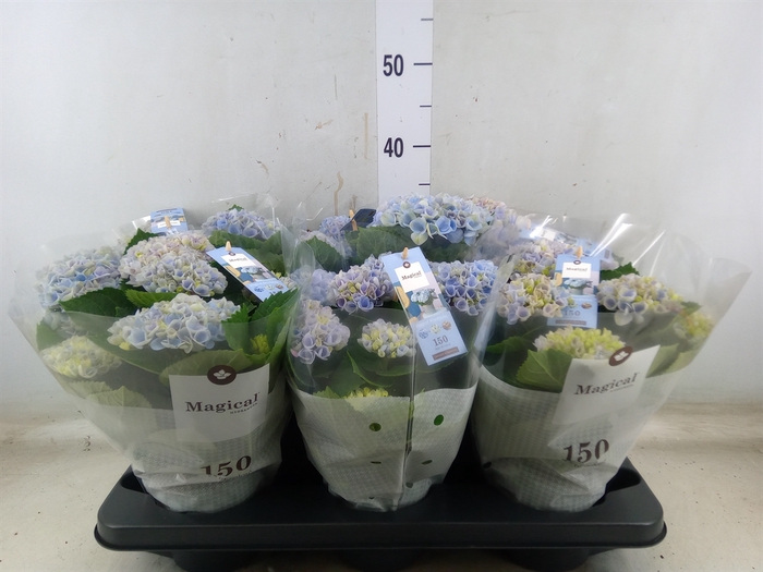 <h4>Hydrangea mac. 'Magical Revolution'</h4>
