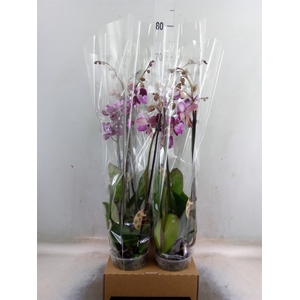 Phalaenopsis   ...