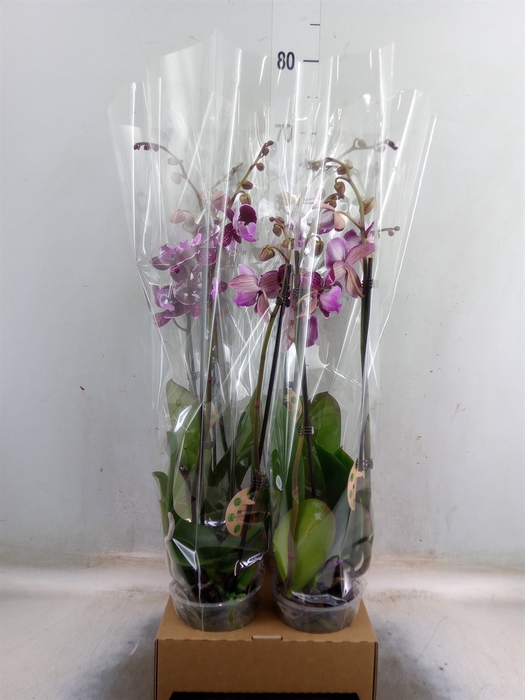 <h4>Phalaenopsis   ...</h4>