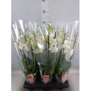 Phalaenopsis  'Ant Inverness'