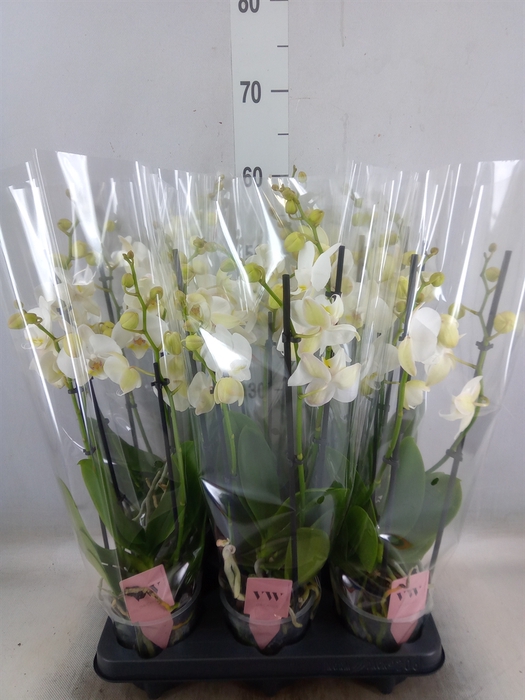 <h4>Phalaenopsis  'Ant Inverness'</h4>