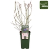 Vaccinium corymbosum