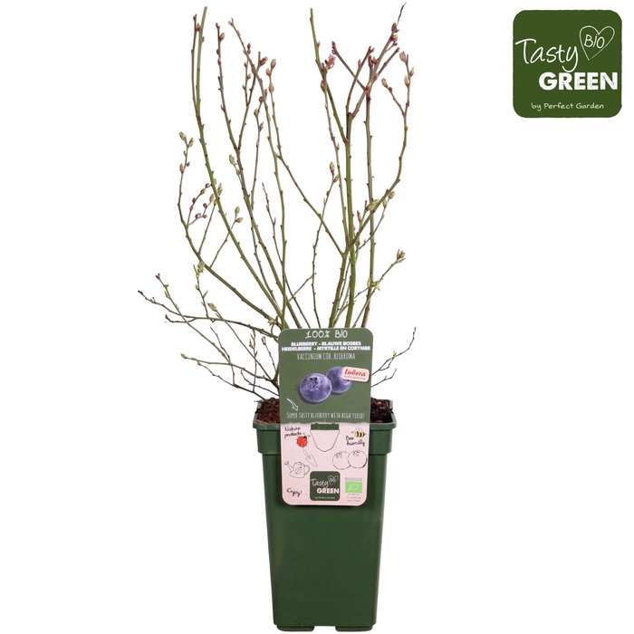 Vaccinium corymbosum