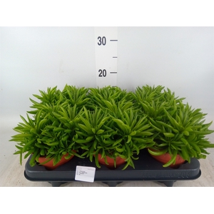 Peperomia fereirae 'Happy-Bean'
