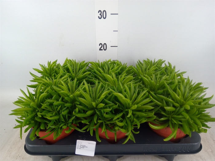 <h4>Peperomia fereirae 'Happy-Bean'</h4>
