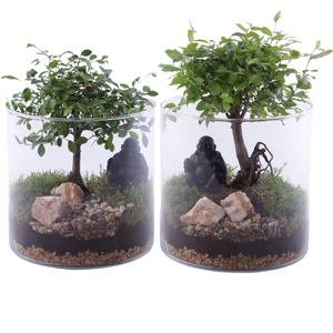 Bonsai Indoor Mix Ø12cm Ball Shape in Glass Vase Cylinder Ø19cm