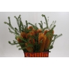 Banksia Ericifolia