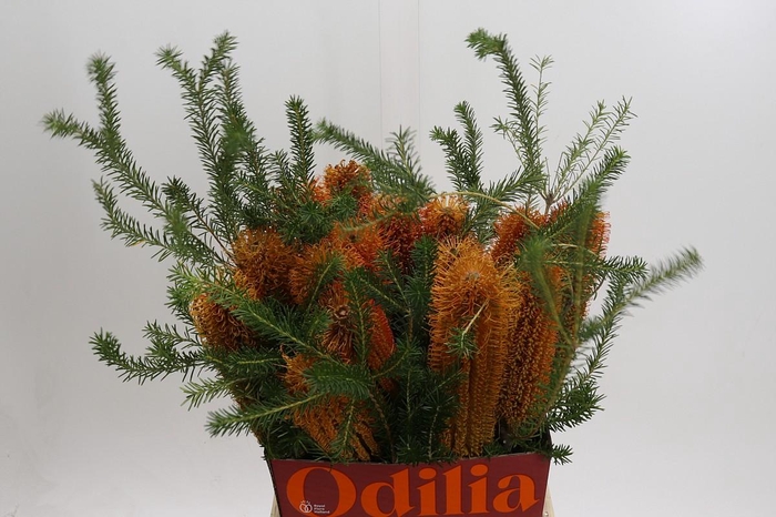 <h4>Banksia Ericifolia</h4>