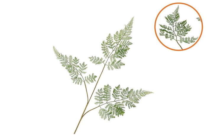 <h4>Silk Fern Forest Green 87cm Nm</h4>