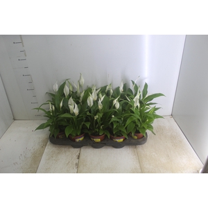 SPATHIPHYLLUM P11 MIN 5 HT COM FLOR