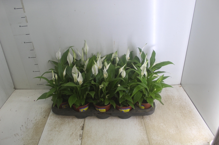 <h4>SPATHIPHYLLUM P11 MIN 5 HT COM FLOR</h4>