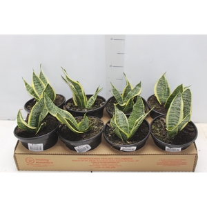 SANSEVIERIA TRIFASCIATA LAURENTII P15