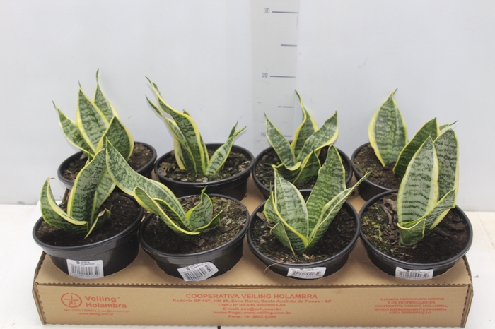 <h4>SANSEVIERIA TRIFASCIATA LAURENTII P15</h4>