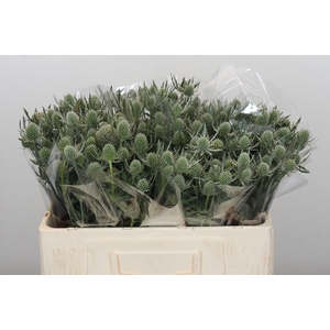 Eryngium Silver Dynamite