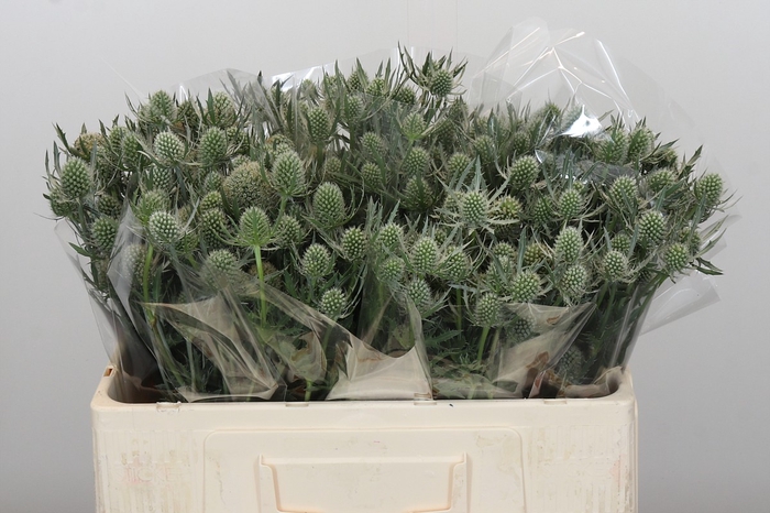 <h4>Eryngium Silver Dynamite</h4>