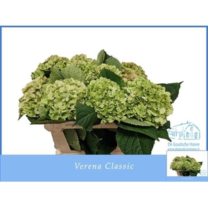 HYDR M CH VERENA CL