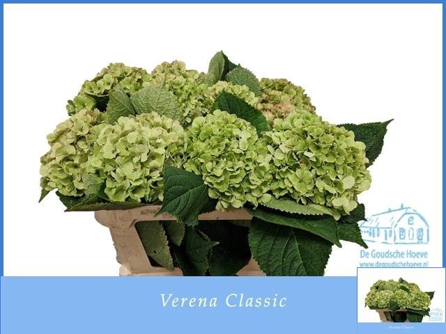 <h4>HYDR M CH VERENA CL</h4>