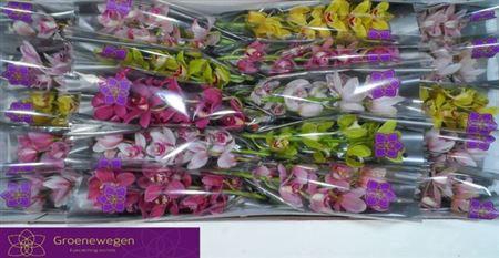 <h4>Cymb Mi Gem</h4>