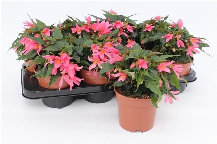 <h4>Begonia Waterfall Pink</h4>