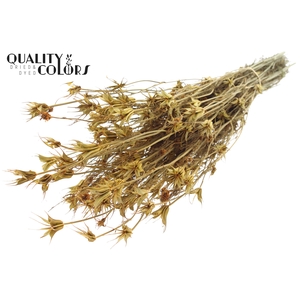 Nigella Oriëntalis per bunch Apricot
