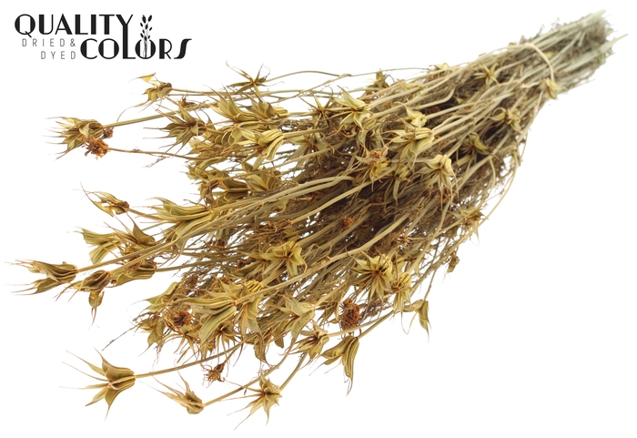 <h4>Nigella Oriëntalis per bunch Apricot</h4>