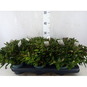 Hebe  'Hebepetita Red'