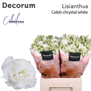 Lisianthus Celeb chrystal 70cm 588
