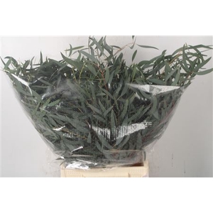Euc Nicholy Short Per Bunch