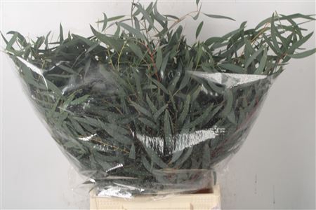 <h4>Euc Nicholy Short Per Bunch</h4>