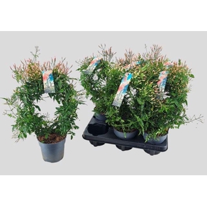 Jasminum polyanthum (wit)