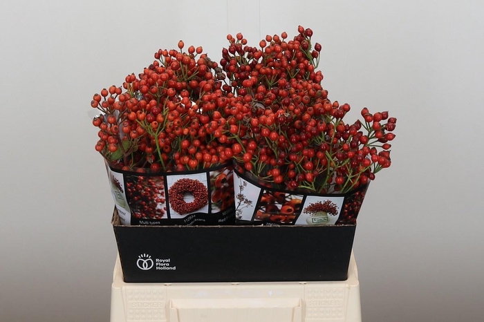 <h4>ROSA AUT ROSEFRUITS</h4>