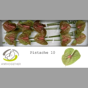 ANTH A PISTACHE