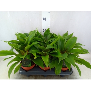 Chlorophytum orchi. 'Fire Flash'