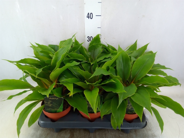 <h4>Chlorophytum orchi. 'Fire Flash'</h4>