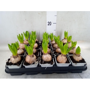 Hyacinthus orie. 'Pearl White'