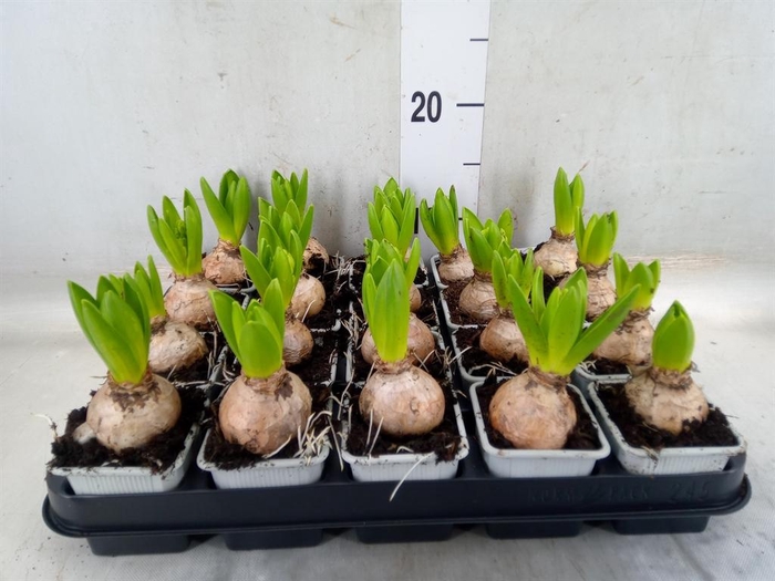 <h4>Hyacinthus orie. 'Pearl White'</h4>