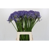 Agapanthus EYFORI Blue