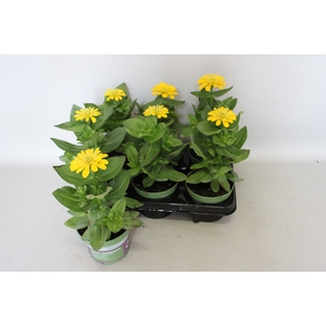 Zinnia Yellow