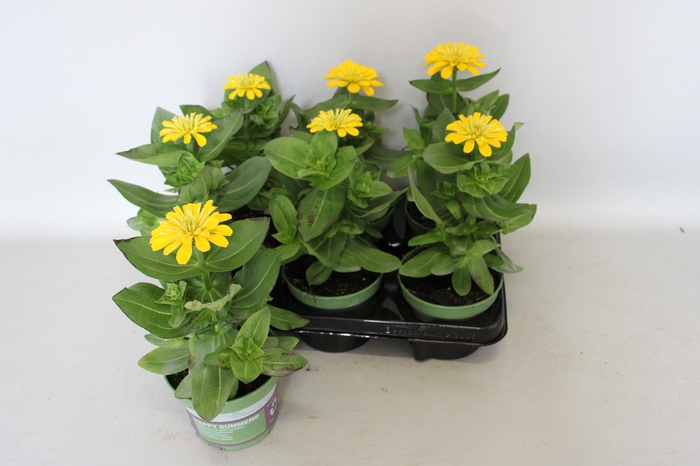<h4>Zinnia Yellow</h4>