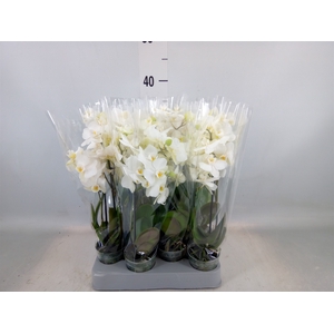 Phalaenopsis multi.   ...white