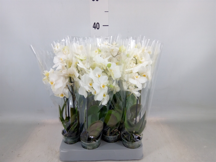 <h4>Phalaenopsis multi.   ...white</h4>