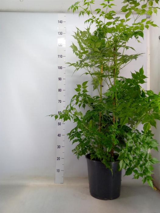 <h4>Radermachera sinica</h4>