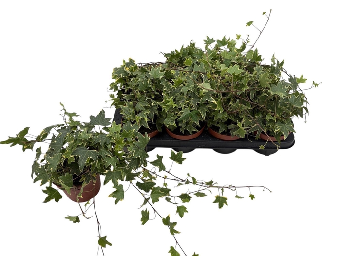 <h4>HED HE YELLOW RIPPLE</h4>