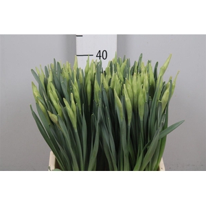 Narc G Johan Strauss