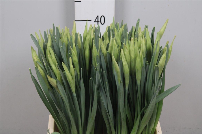 <h4>Narc G Johan Strauss</h4>